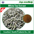natural White Tea Extract